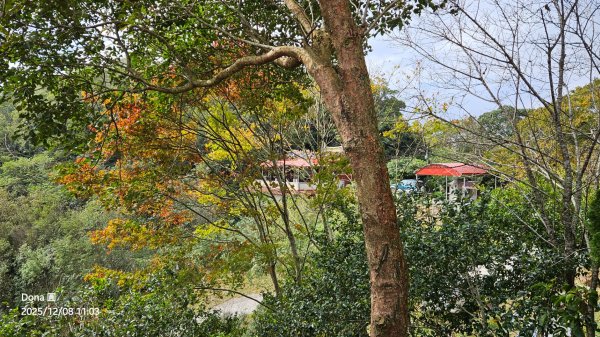 20251208雞寮坑山南稜線O走+鹿寮坑濕地賞景採果2969032