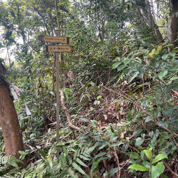 20250407_關刀山步道（苗栗小百岳）2855768