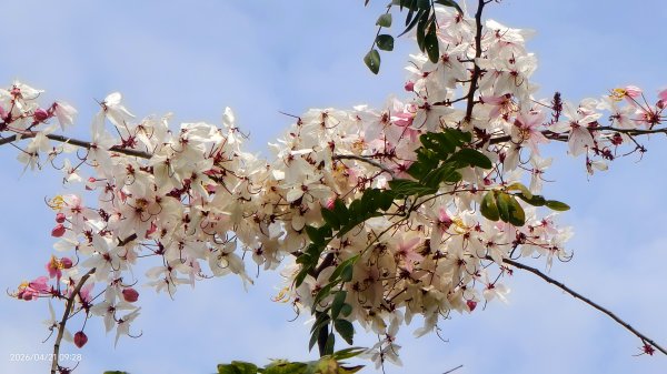 人生首見 #花旗木 #花博公園 首訪 #法雨山普宜苑  #石斛蘭 #守城滿山紅 4/21&233040112