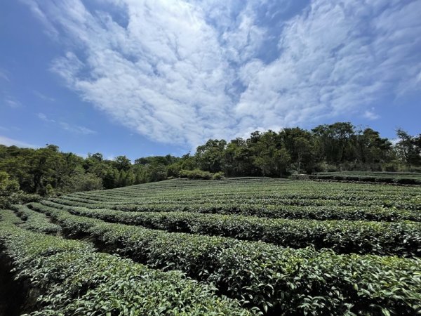 司公髻尾山2802995