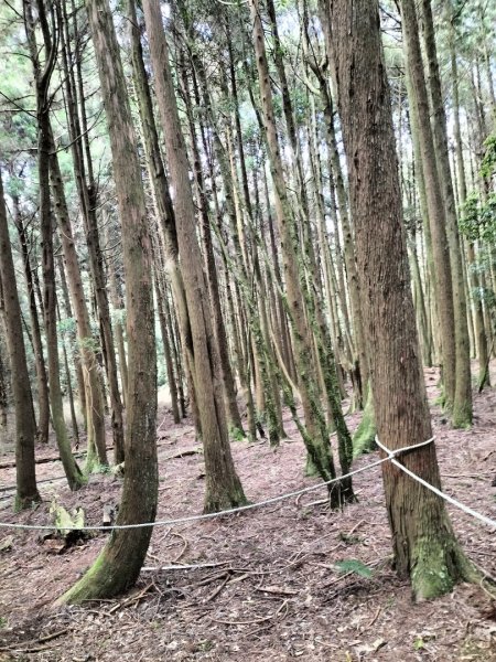 檜山巨木群步道2250277