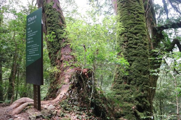 〔桃園復興〕拉拉山巨木，史詩級魔幻森林，75公頃紅檜 扁柏森林浴2237151