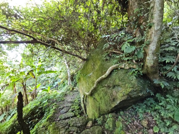 五指山橫向登山步道 - 2024森遊竹縣皮皮獅Hike客任務2555821