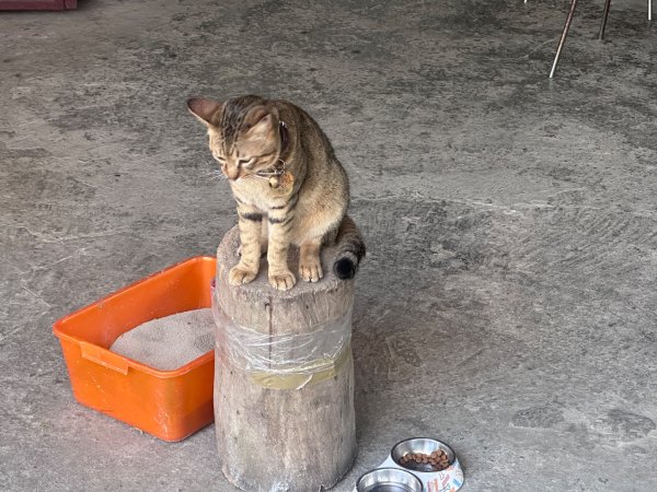 圓通寺南勢角山2765759