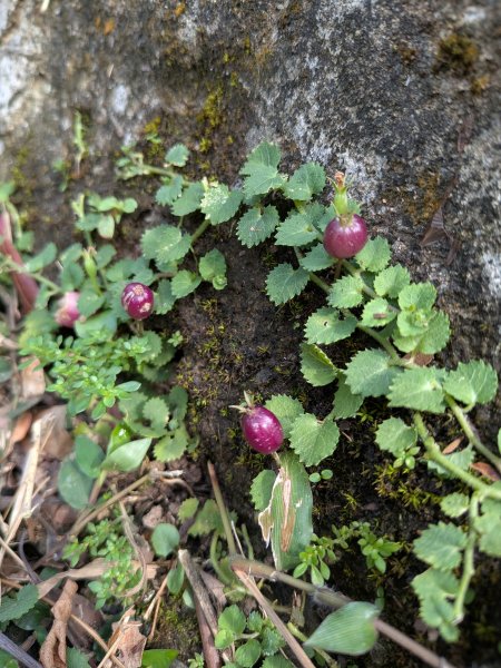 2025-06-01 五進五出九五峰2804160