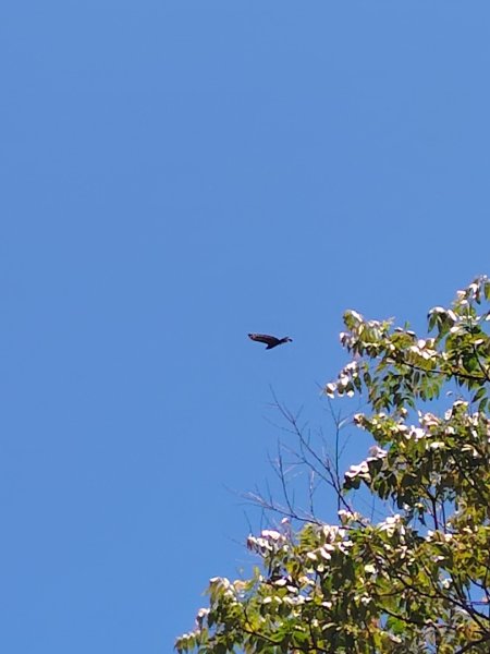 達娜伊谷-里美避難步道-巨石板步道-約富霓2788527