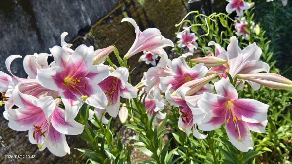 追花是簡單的快樂，賞花是恬淡的幸褔 #LO百合 #金針花 5/123053113