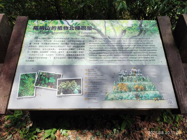 【臺北大縱走1+2】2-1 二子坪步道→面天山向天山步道→梓園(五感體驗場)→面天坪涼亭→大屯山西峰2866833