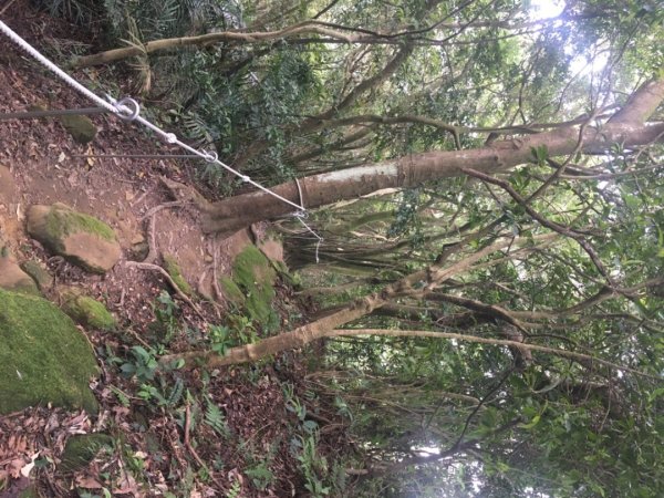 鳶山三連峰O繞一圈（三峽老街祭五臟廟 #鳶山 #鳶山東峰 #鳶尾山 #鳶山岩 #三峽老街2683245