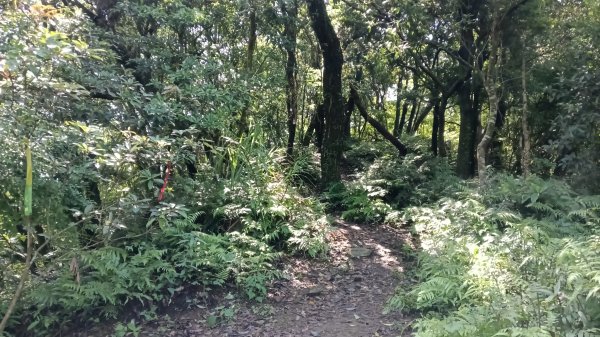 南港區南港茶場步道群(環山步道+桂花步道)+白雲派出所3044464