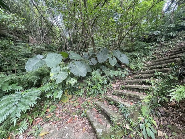 小百岳編號14-土庫岳、土庫岳東峰、山豬淚湖、山豬窟尖、山豬窟尖西南峰2154787