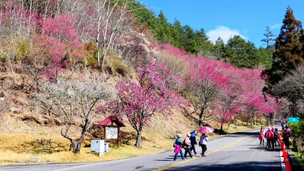 《踏莎行・武陵山櫻》2712463