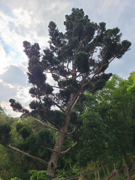 竹坑南寮登山步道~舒服山景2759637