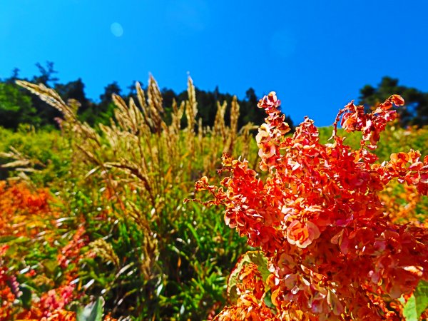 搭公車爬CP值最高的百岳：合歡群峰748489