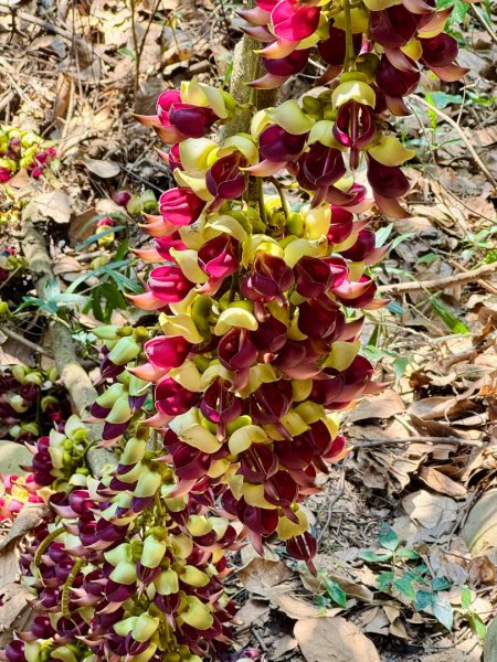 草尾嶺血藤滿山開3019021