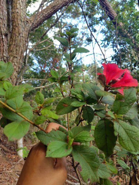 守關山南峰 守關山 守城大山2919122