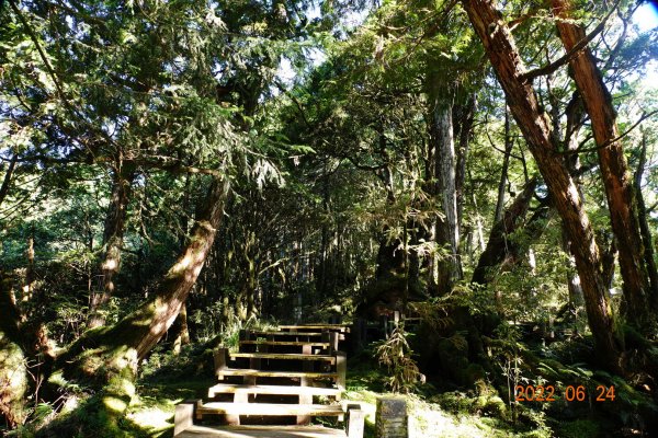 宜蘭 大同 太平山森林遊樂區 檜木原始林步道1743670