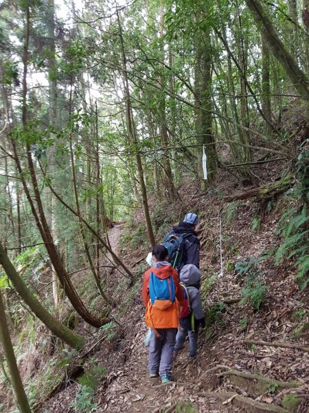 嶺頭山+金柑樹山+忘憂森林874619