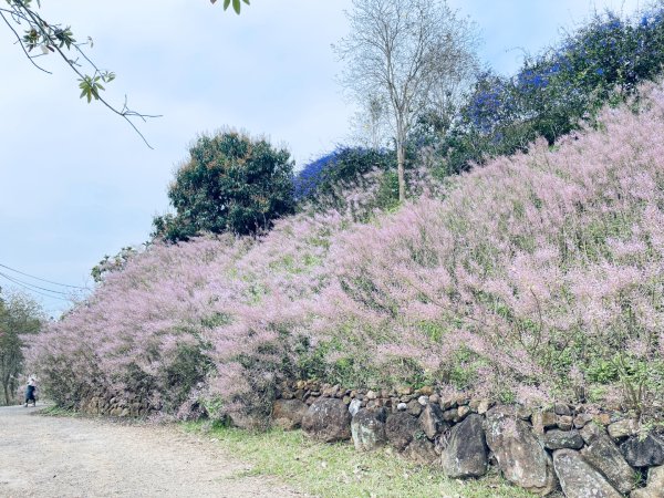 20250224 南投粉紅山丘麝香木秘境2743809