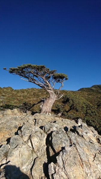 嘉明湖、向陽山、三叉山335895