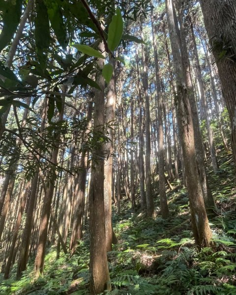尖石🌳羅山林道野營-油羅山-竹苗小百岳3133067