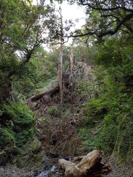 拉拉山國家森林遊樂區106/04/29121420