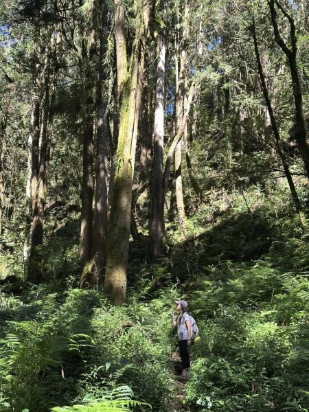 20251005小百岳金柑樹山2906985