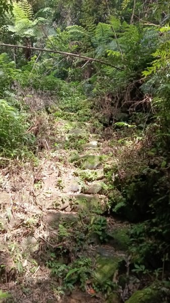 文山區草湳大榕樹-貓空圓山東北峰-貓空圓山-次格中繼站-貓空尖-二格山步道-草湳大榕樹3130191