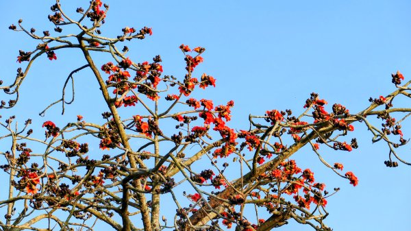 《臨江仙。木棉春色》2735226