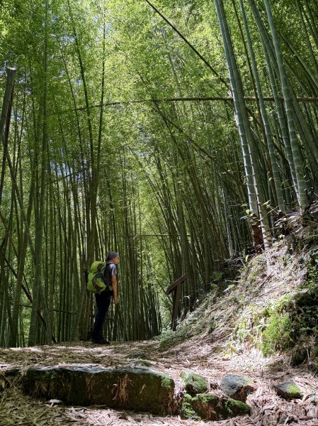 阿里山 奮瑞古道 202506282827159