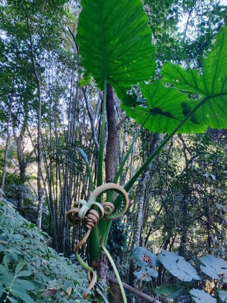 泰安鳥嘴山（上島）2689325