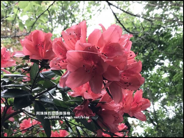 台北奧萬大樂活莊園。春天的楓好紅934436