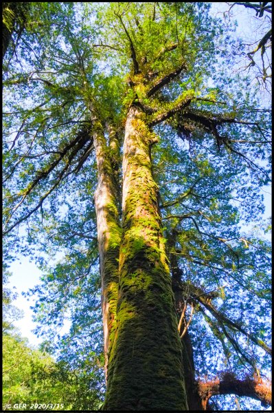 全台最大的紅檜森林 ~ 拉拉山巨木群885585