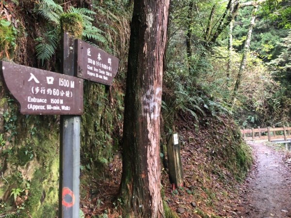 觀霧 檜山巨木步道 雲霧步道501021