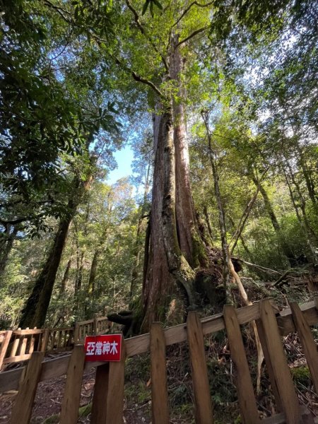 鎮西堡神木群⛰️亞當～夏娃～國王1719255