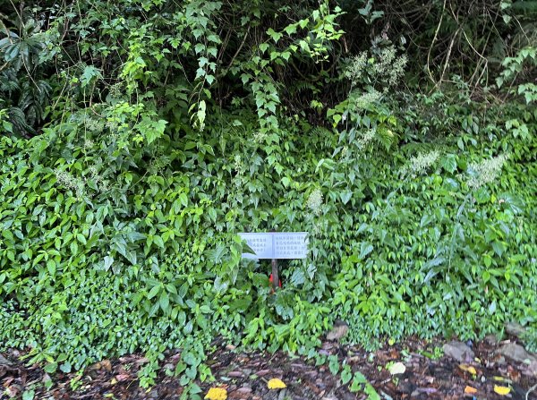 2025_0621 霞喀羅國家步道(養老端)2819867