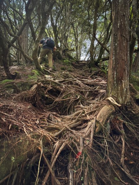 高島P型縱走-夢幻的杉林營地3012448