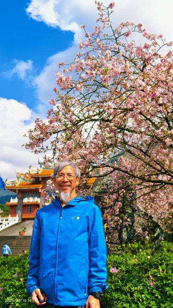 #綠繡眼 訪花 #吉野櫻 #天元宮 #楓樹湖 03162736694