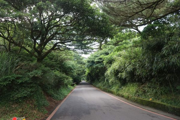陽明山  菜公坑山 反經石   水車寮步道。林木蓊鬱  豐富的蕨類植披，絕佳避暑古道2174015