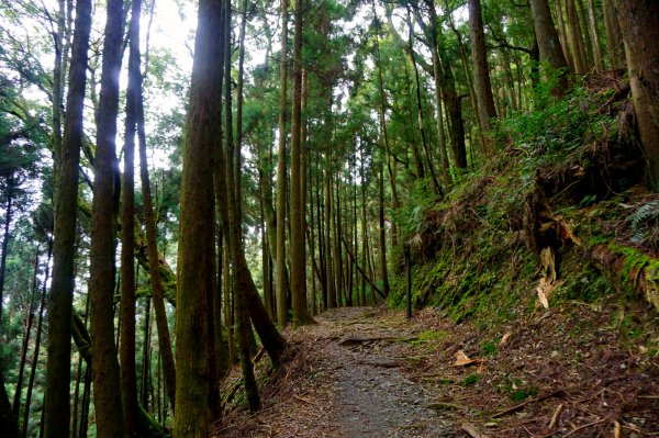 檜山巨木森林步道481541