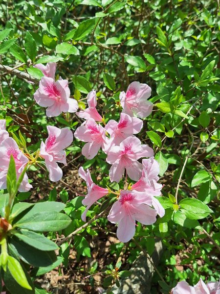 造橋口山古道202503122734402