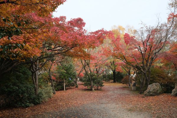 【海外健行】 漫步- 梅小路公園- 朱雀庭園- 西本願寺- 東本願寺1936104