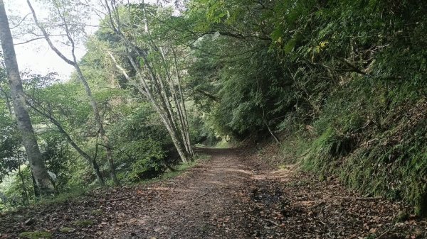 20251010 大雪山國家森林遊樂區 - 船型山林道 登 烏石坑山2911041