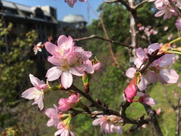福氣步道、養生步道、長庚養生文化村2441863