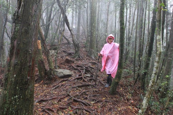 橫嶺山雨中行477687