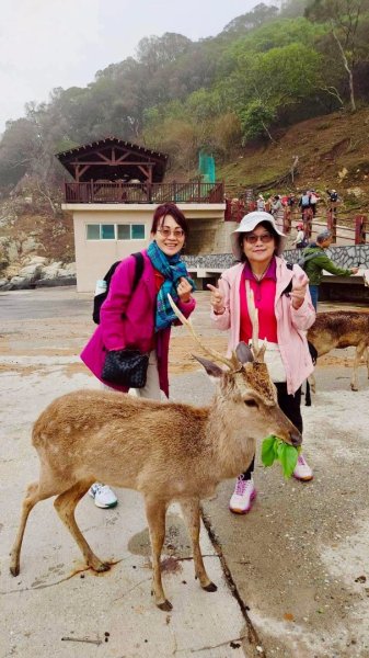 來去馬祖列島 Day 4-1 大坵島/無人島尋自由放飛梅花鹿3042865