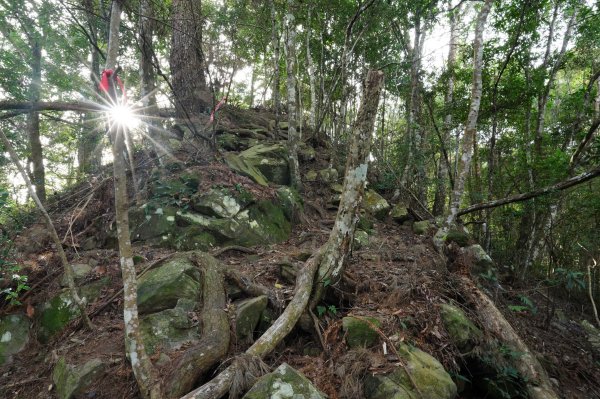 臺中 和平 阿冷山2645984