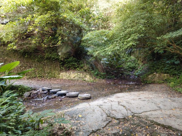 朝聖抹茶山2949490