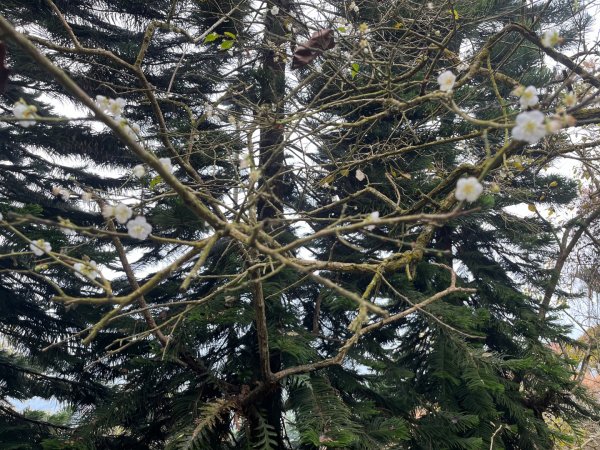 20231214_ 竹子尖山（台南小百岳）2763206