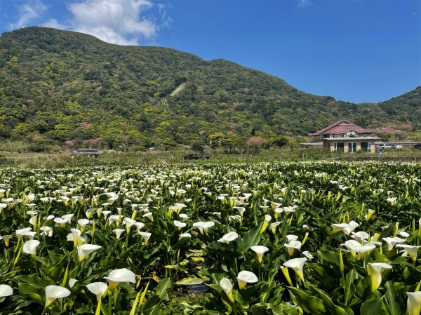 【賞花】白色芋海滿竹湖 春暖花開捎幸福